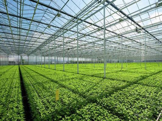 Buy High Transmittance Greenhouse Glass Panels 300*300mm Greenhouse Toughened Glass online manufacture